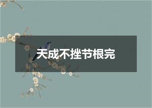 天成不挫节根完