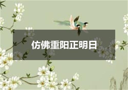 仿佛重阳正明日