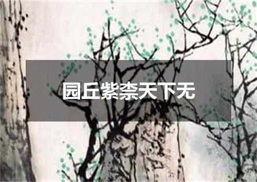 园丘紫柰天下无