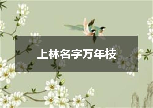 上林名字万年枝