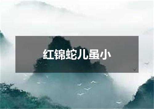 红锦蛇儿虽小