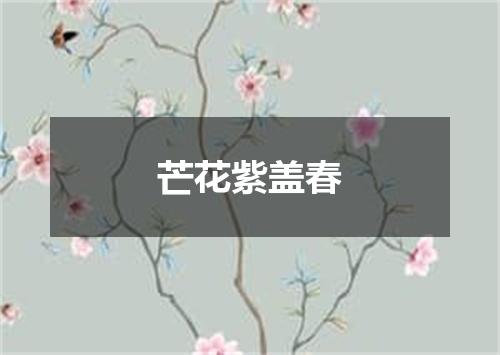 芒花紫盖春