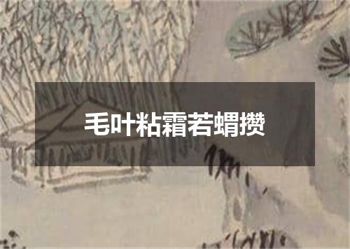 毛叶粘霜若蝟攒