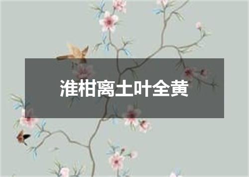 淮柑离土叶全黄