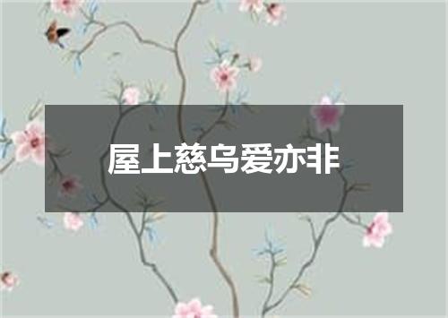 屋上慈乌爱亦非