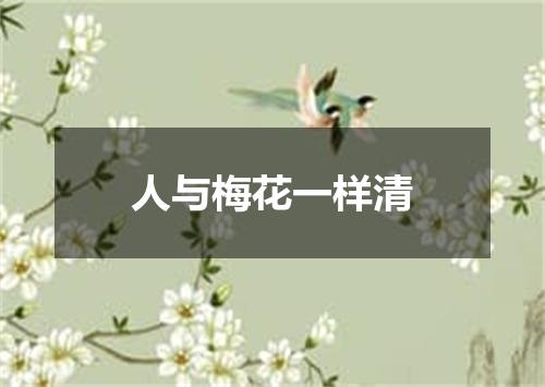 人与梅花一样清