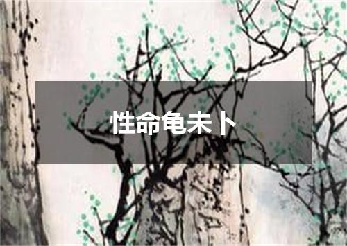 性命龟未卜