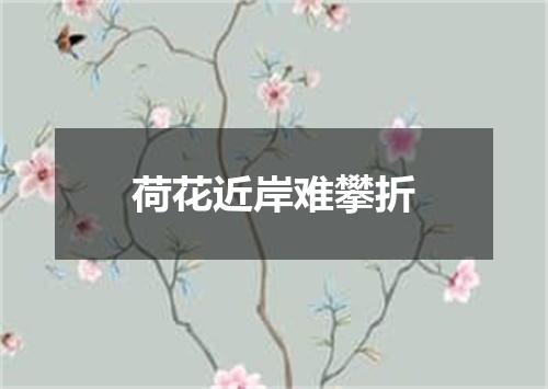 荷花近岸难攀折