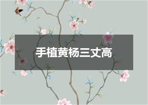 手植黄杨三丈高