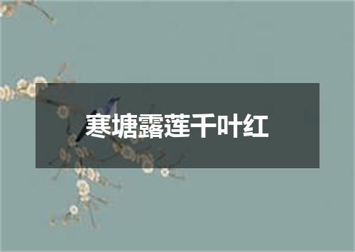 寒塘露莲千叶红