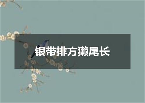 银带排方獭尾长