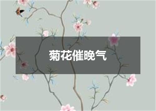 菊花催晚气