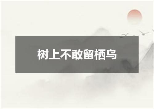 树上不敢留栖乌