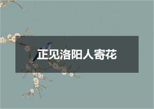 正见洛阳人寄花