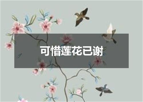 可惜莲花已谢