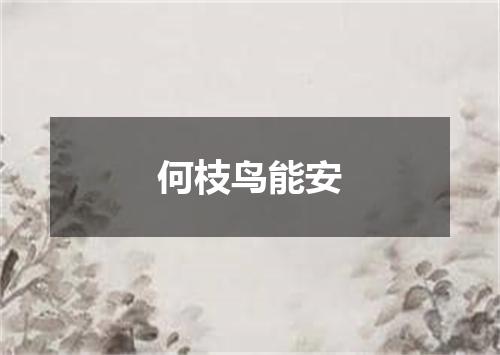 何枝鸟能安