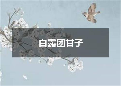 白露团甘子