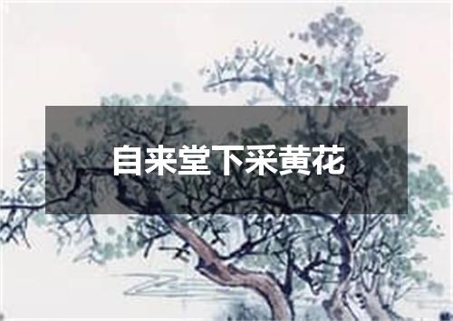 自来堂下采黄花