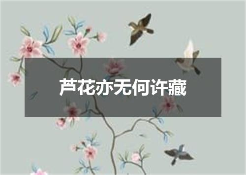 芦花亦无何许藏