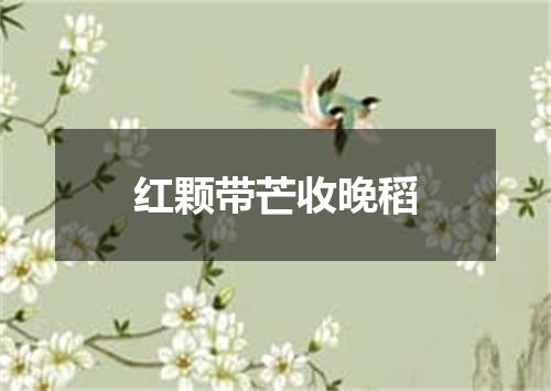 红颗带芒收晚稻