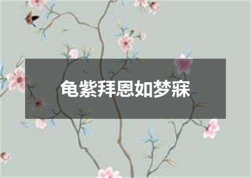 龟紫拜恩如梦寐