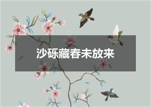 沙砾藏春未放来