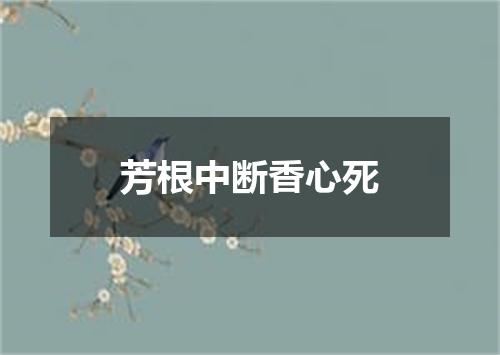 芳根中断香心死