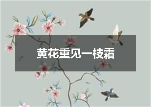 黄花重见一枝霜