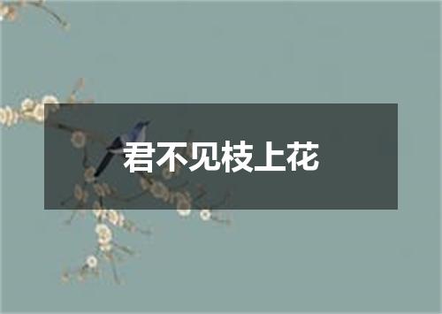 君不见枝上花