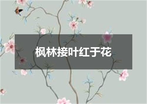 枫林接叶红于花