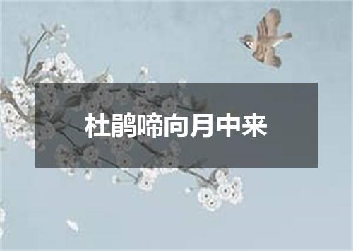 杜鹃啼向月中来