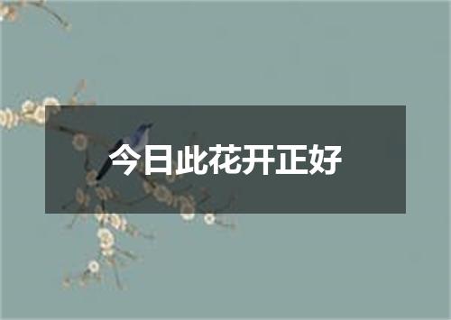 今日此花开正好