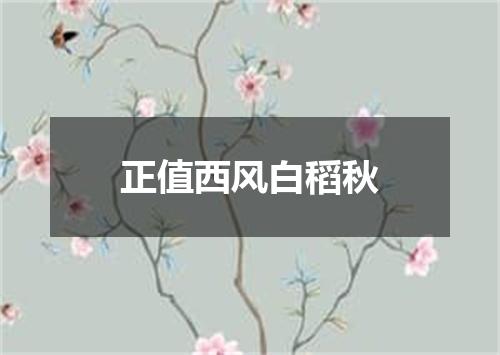 正值西风白稻秋