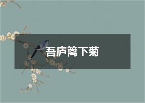 吾庐篱下菊