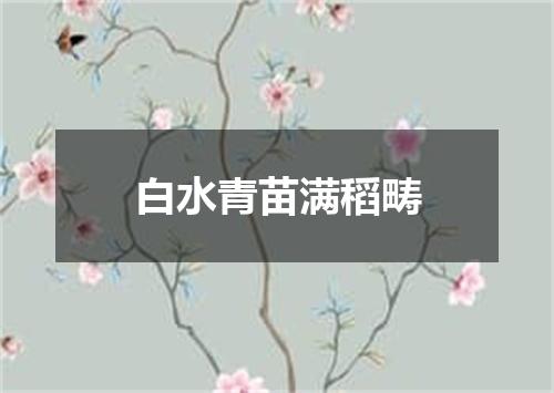 白水青苗满稻畴