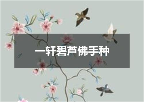 一轩碧芦佛手种