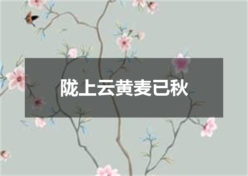 陇上云黄麦已秋