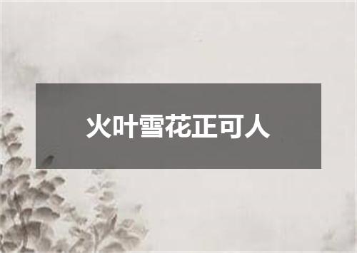 火叶雪花正可人