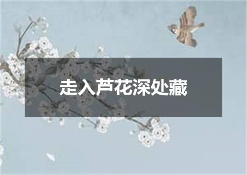 走入芦花深处藏