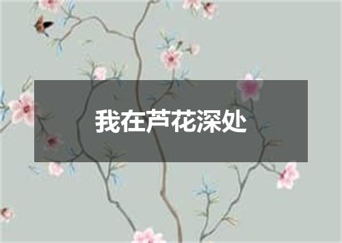 我在芦花深处