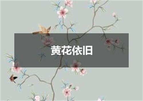 黄花依旧