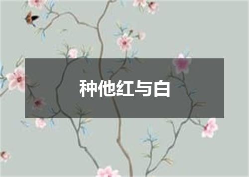 种他红与白