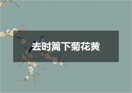 去时篱下菊花黄