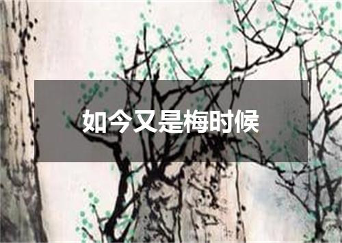 如今又是梅时候