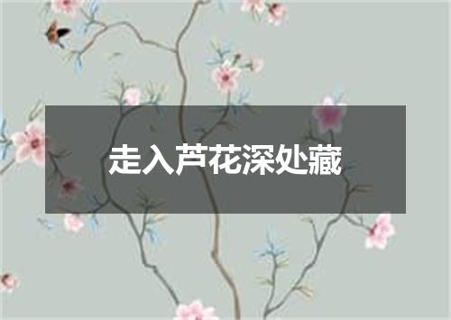 走入芦花深处藏