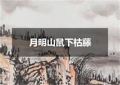 月明山鼠下枯藤