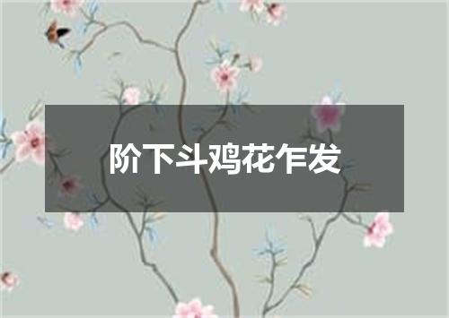 阶下斗鸡花乍发