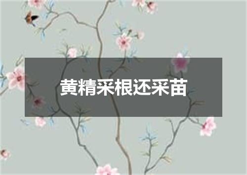 黄精采根还采苗