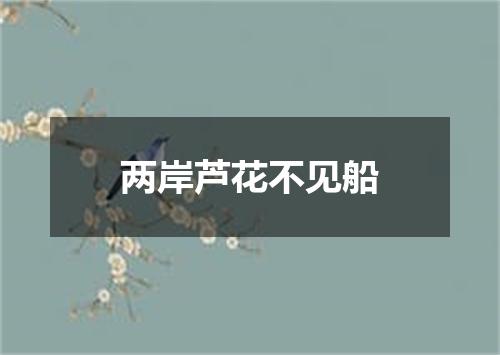 两岸芦花不见船