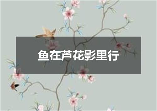 鱼在芦花影里行